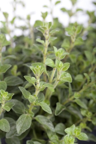 Hello Garden Origanum Rosenkuppel kruid - afbeelding 3