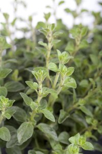 Hello Garden Origanum Rosenkuppel kruid - afbeelding 3