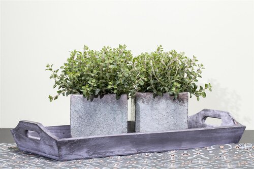 Hello Garden Origanum Rosenkuppel kruid - afbeelding 2