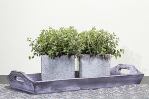 Hello Garden Origanum Rosenkuppel kruid - afbeelding 2