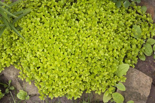 Hello Garden Origanum Rosenkuppel kruid - afbeelding 4