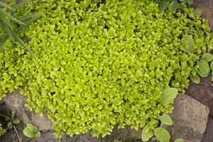 Hello Garden Origanum Rosenkuppel kruid - afbeelding 4