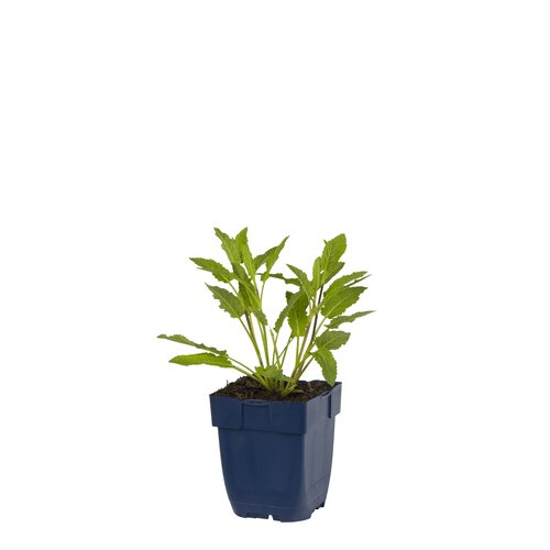 Hello Garden Origanum Rosenkuppel kruid - afbeelding 1