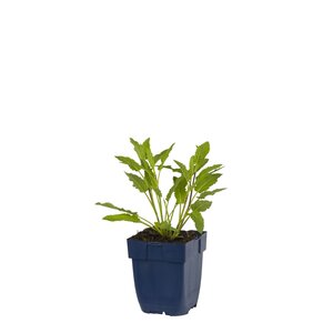 Hello Garden Origanum Rosenkuppel kruid - afbeelding 1