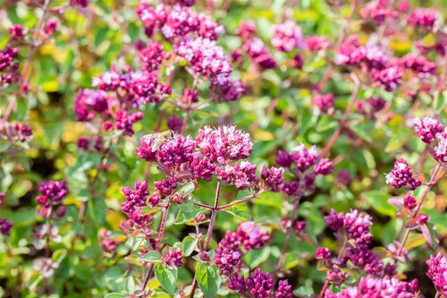 Geranium phaeum 'Samobor', in 11cm-pot - afbeelding 2
