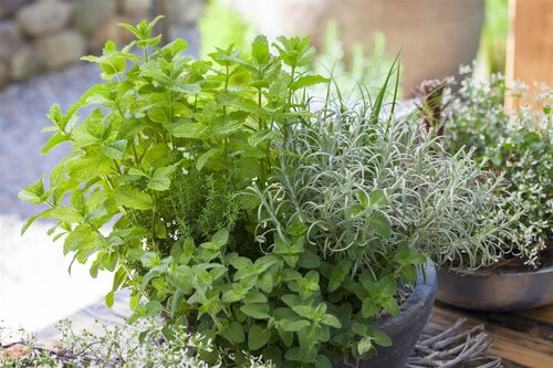 Hello Garden Origanum Rosenkuppel vaste plant - afbeelding 4