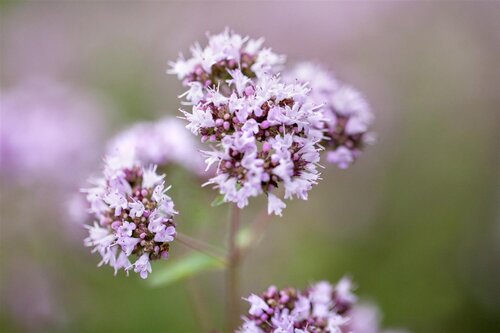 Hello Garden Origanum Rosenkuppel vaste plant - afbeelding 5