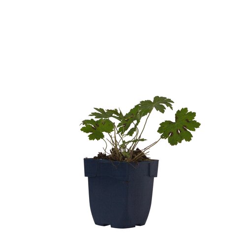 Geranium phaeum 'Samobor', in 11cm-pot - afbeelding 1