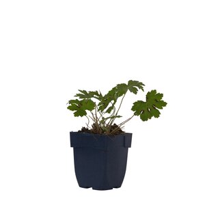 Geranium phaeum 'Samobor', in 11cm-pot - afbeelding 1