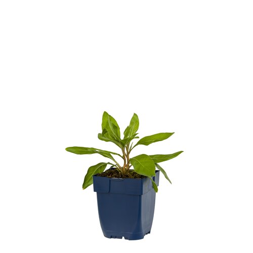 Hello Garden Origanum vulgare Hot and Spicy vaste plant