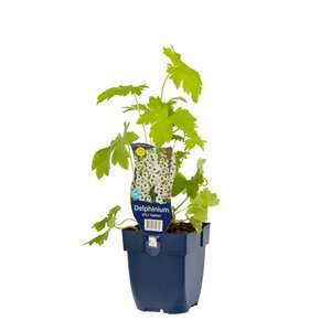 Delphinium (P) 'Galahad', in 11cm-pot - afbeelding 1