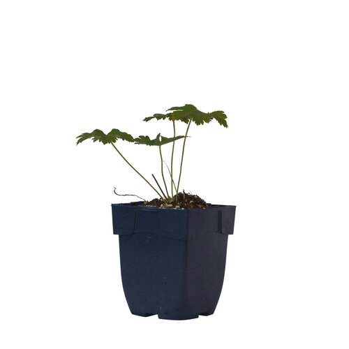 Geranium 'Sirak', in 11cm-pot