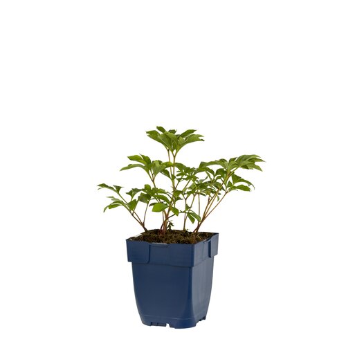 Hello Garden Paeonia Duchesse de Nemours vaste plant