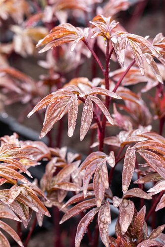 Paeonia (LD) 'Karl Rosenfield', in 11cm-pot - afbeelding 3