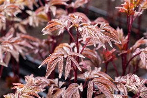 Paeonia (LD) 'Karl Rosenfield', in 11cm-pot - afbeelding 2