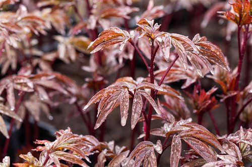 Paeonia (LD) 'Karl Rosenfield', in 11cm-pot - afbeelding 4