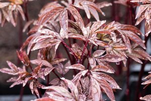 Paeonia (LD) 'Karl Rosenfield', in 11cm-pot - afbeelding 5