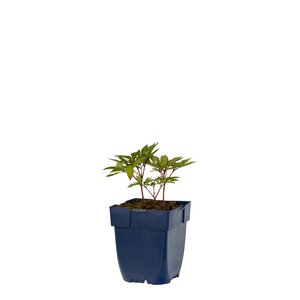 Paeonia (LD) 'Karl Rosenfield', in 11cm-pot - afbeelding 1
