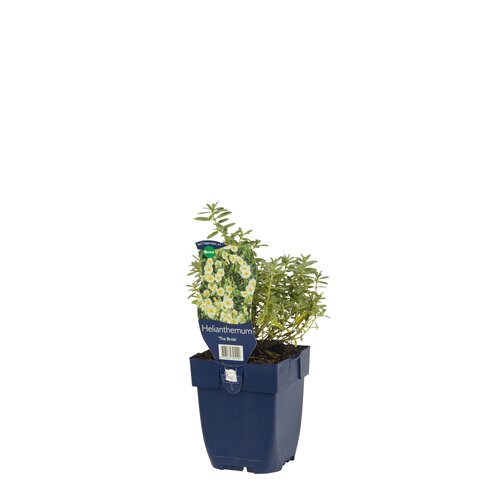 Hello Garden Paeonia Krinkled White vaste plant - afbeelding 2