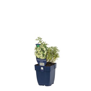 Hello Garden Paeonia Krinkled White vaste plant - afbeelding 2