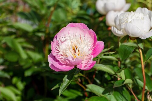 Hello Garden Paeonia lactiflora 'Bowl of Beauty' vaste plant - afbeelding 5