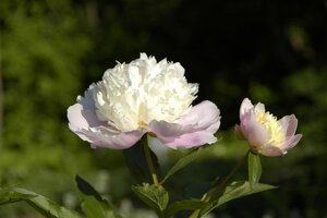 Hello Garden Paeonia lactiflora 'Bowl of Beauty' vaste plant - afbeelding 1