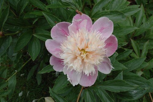 Hello Garden Paeonia lactiflora 'Bowl of Beauty' vaste plant - afbeelding 2
