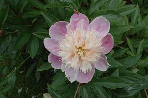 Hello Garden Paeonia lactiflora 'Bowl of Beauty' vaste plant - afbeelding 2