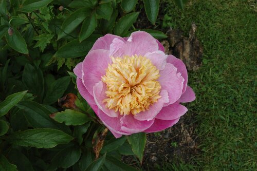 Hello Garden Paeonia lactiflora 'Bowl of Beauty' vaste plant - afbeelding 3