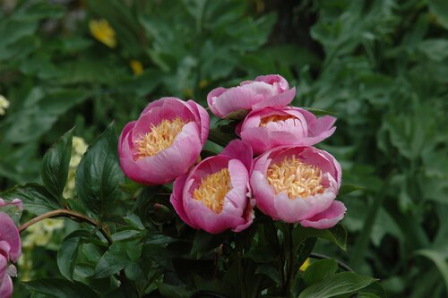 Hello Garden Paeonia lactiflora 'Bowl of Beauty' vaste plant - afbeelding 4