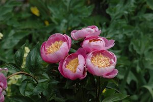Hello Garden Paeonia lactiflora 'Bowl of Beauty' vaste plant - afbeelding 4