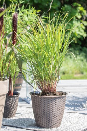 Hello Garden Panicum virgatum Rehbraun siergras - afbeelding 4