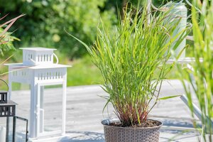 Hello Garden Panicum virgatum Rehbraun siergras - afbeelding 2