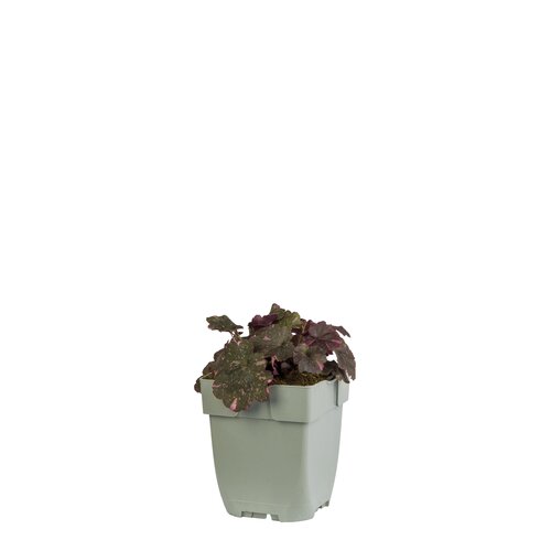 Heuchera 'Fire Chief', in 11cm-pot