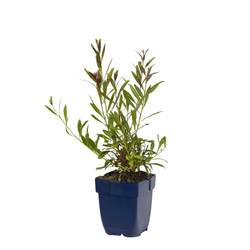 Gaura lindh. 'Rosyjane', in 11cm-pot