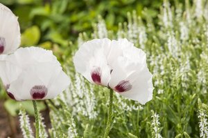 Hello Garden Papaver orientale Perrys White vaste plant - afbeelding 2