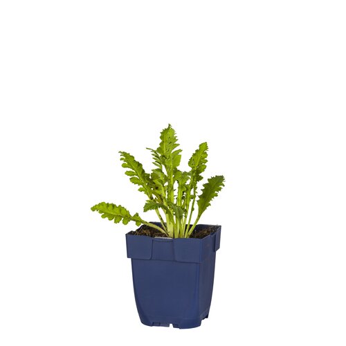 Hello Garden Papaver orientale Perrys White vaste plant - afbeelding 1