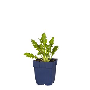 Hello Garden Papaver orientale Perrys White vaste plant - afbeelding 1