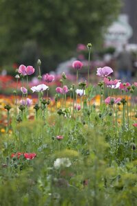 Hello Garden Papaver orientale vaste plant - afbeelding 2