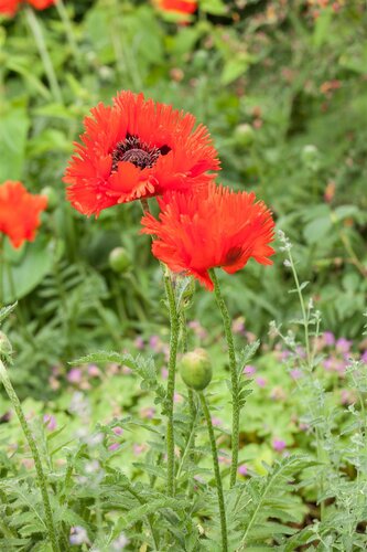 Hello Garden Papaver orientale vaste plant - afbeelding 5