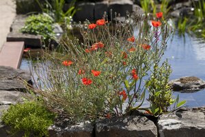 Hello Garden Papaver orientale vaste plant - afbeelding 3