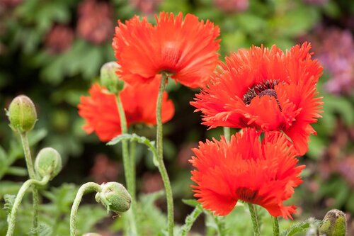 Hello Garden Papaver orientale vaste plant - afbeelding 4
