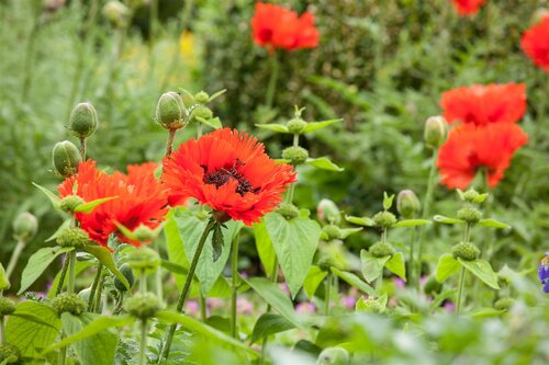 Hello Garden Papaver orientale vaste plant - afbeelding 6