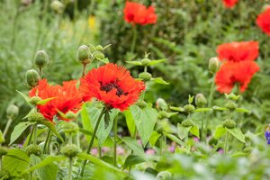 Hello Garden Papaver orientale vaste plant - afbeelding 6
