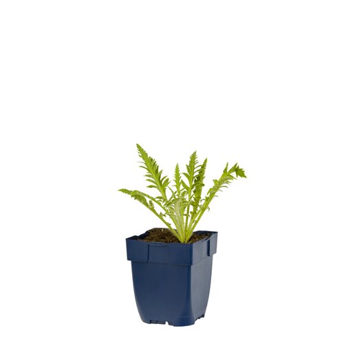 Hello Garden Papaver orientale vaste plant - afbeelding 1