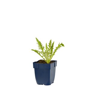 Hello Garden Papaver orientale vaste plant - afbeelding 1