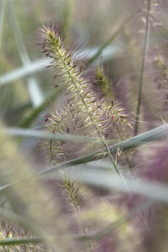 Hello Garden Pennisetum alopecuroides Hameln siergras - afbeelding 2