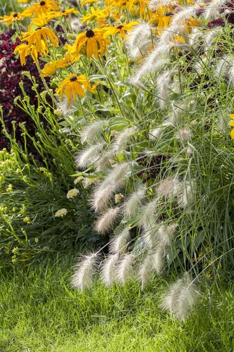 Hello Garden Pennisetum alopecuroides Hameln siergras - afbeelding 4