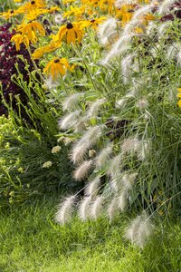 Hello Garden Pennisetum alopecuroides Hameln siergras - afbeelding 4