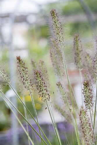 Hello Garden Pennisetum alopecuroides Hameln siergras - afbeelding 6